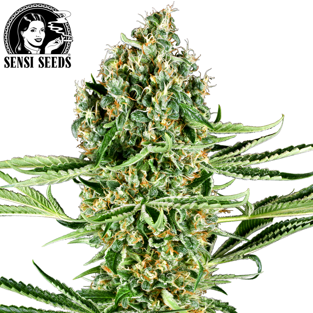 T-Shirt, Sensi Seeds®, Original Logo, Schwarz, Promo 1